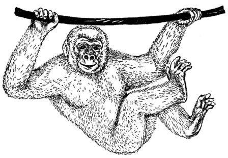 Обезьяны, обезьяны, обезьяны... - _46.jpg