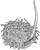 Аквариум в школе - _37.jpg