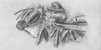 Из жизни пчёл - _117.jpg