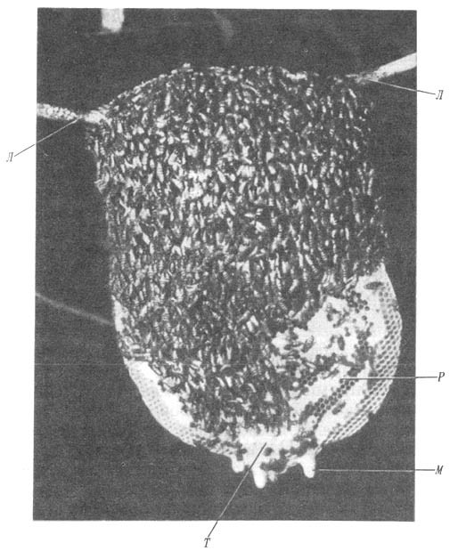 Из жизни пчёл - _132.jpg