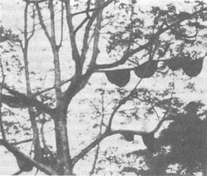 Из жизни пчёл - _133.jpg