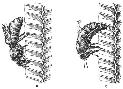 Из жизни пчёл - _22.jpg