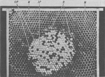 Из жизни пчёл - _24.jpg