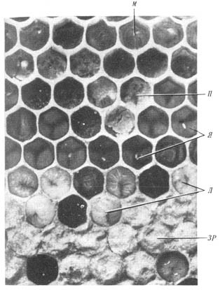 Из жизни пчёл - _25.jpg