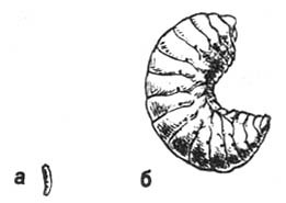 Из жизни пчёл - _26.jpg