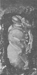 Из жизни пчёл - _27.jpg