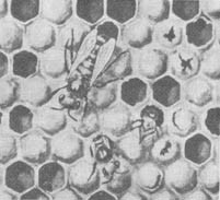 Из жизни пчёл - _28.jpg