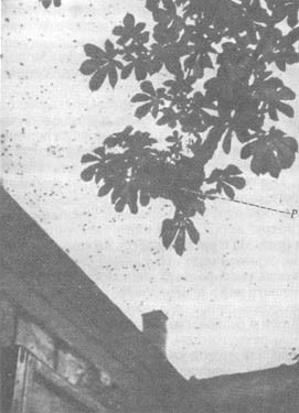 Из жизни пчёл - _32.jpg