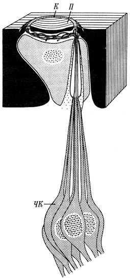 Из жизни пчёл - _46.jpg