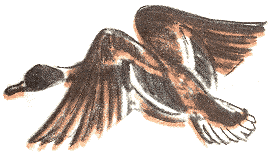 Занимательная зоология - doc2fb_image_0300003C.png