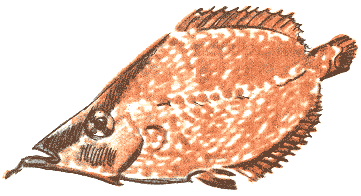 Занимательная зоология - doc2fb_image_03000043.png