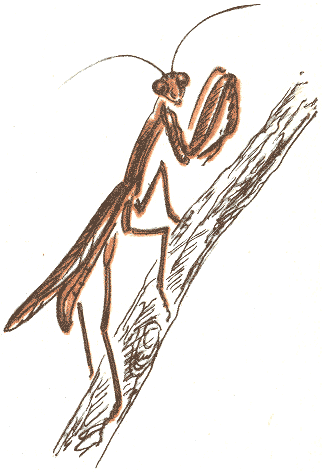 Занимательная зоология - doc2fb_image_03000044.png