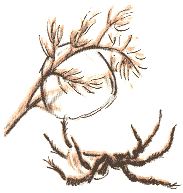 Занимательная зоология - doc2fb_image_0300005A.png