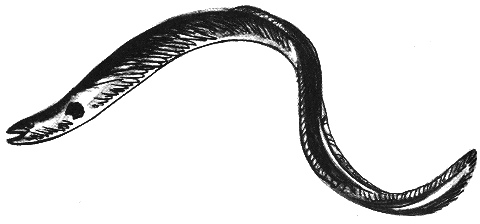 Занимательная зоология - doc2fb_image_0300006A.png