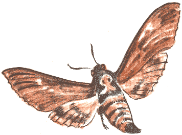 Занимательная зоология - doc2fb_image_03000079.png