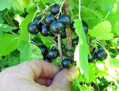 Мои оригинальные рецепты (Часть-5) Салаты и закуски, Десерты и напитки - _1821.jpg