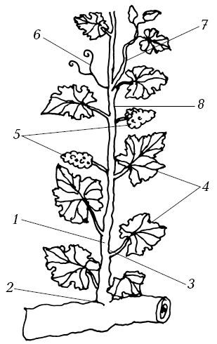 Виноградник - i_006.png