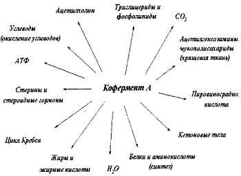 Питание мышц - _04.jpg