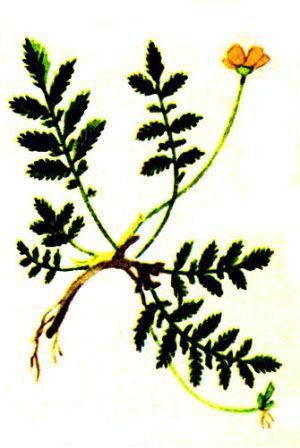 Лесной огород - doc2fb_image_0200000B.jpg