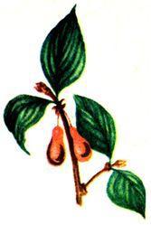 Лесной огород - doc2fb_image_02000032.jpg