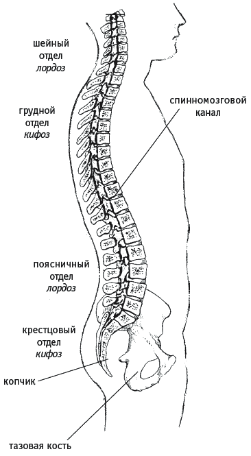 Как избавиться от боли в спине - _010.png