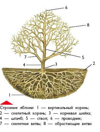 Яблоня - i_004.jpg