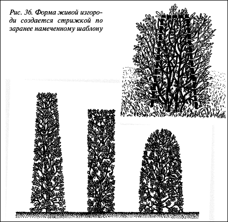 Современные хозяйственные постройки и обустройство участка - i_059.png