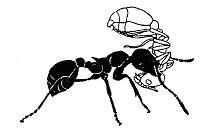 Разгадка Ноева ковчега - _23.jpg