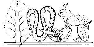 Разгадка Ноева ковчега - _24.jpg