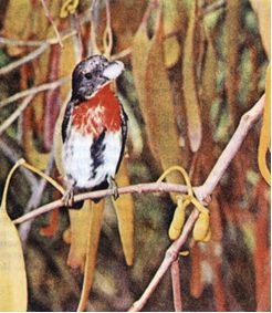 Австралия и острова Тихого океана - _15.jpg