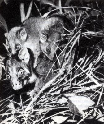 Австралия и острова Тихого океана - _14.jpg