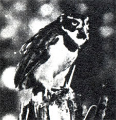 В краю гоацинов - doc2fb_image_0200000E.jpg