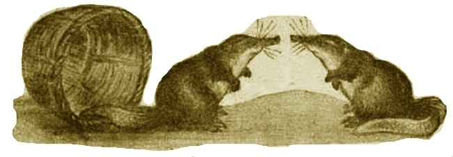 Выхухоль - i_019.jpg