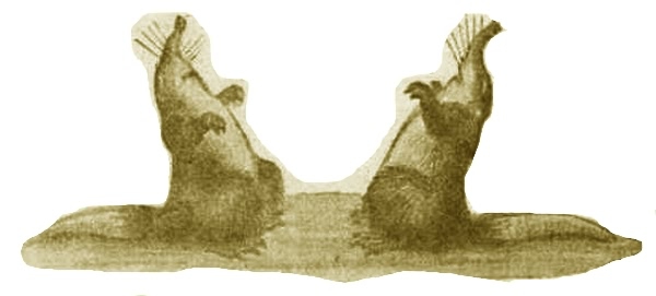 Выхухоль - i_020.jpg