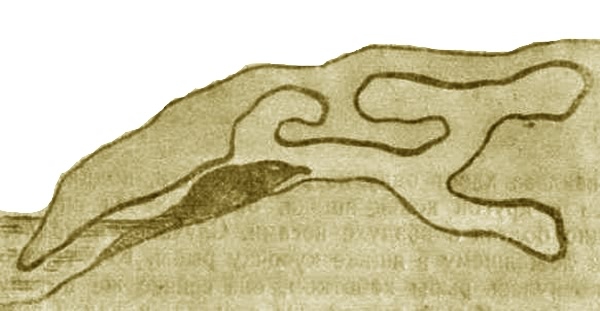 Выхухоль - i_021.jpg