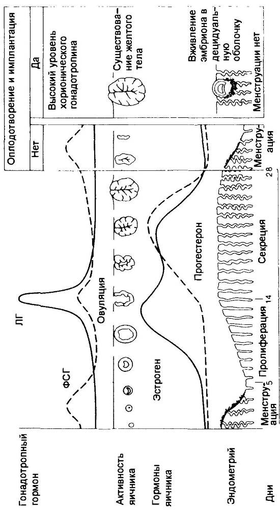Оксфордский справочник для клиницистов - _4.jpg