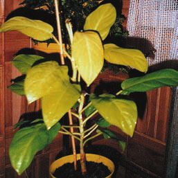 Лианы - i_003.jpg