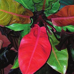 Лианы - i_004.jpg