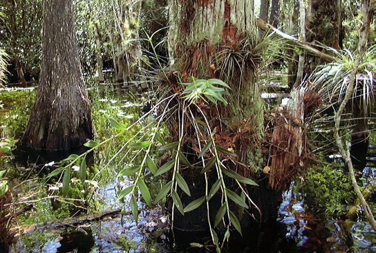 Орхидеи - i_001.jpg