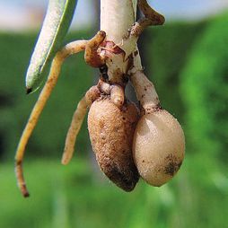 Орхидеи - i_002.jpg