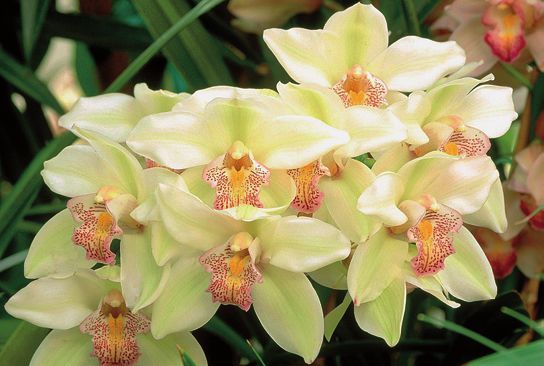 Орхидеи - i_003.jpg