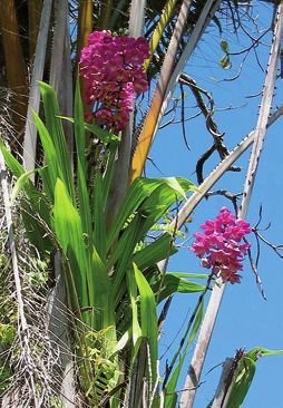 Орхидеи - i_004.jpg