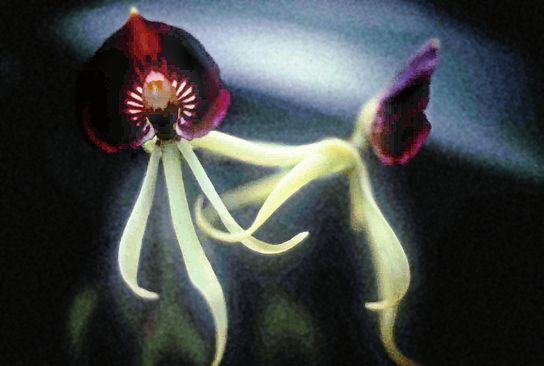 Орхидеи - i_005.jpg