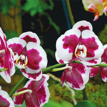 Орхидеи - i_006.jpg