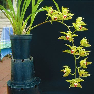 Орхидеи - i_007.jpg