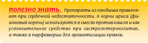 Луковичные растения - i_027.png