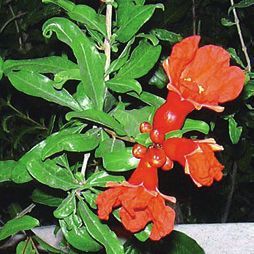 Целебные растения - i_009.jpg