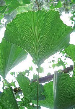 Целебные растения - i_010.jpg