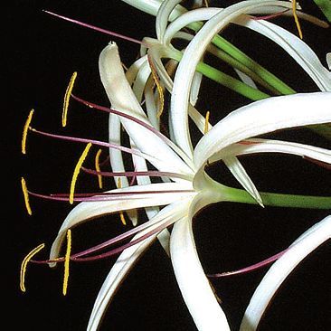 Целебные растения - i_011.jpg