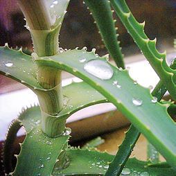 Целебные растения - i_012.jpg